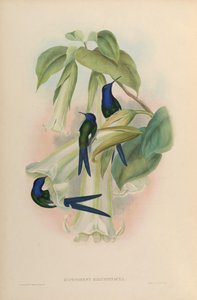 Eupetomena macroura macroura by John Gould